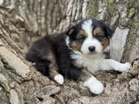Buck, a male Australian Shepherd for sale in Lamar, MO – Photo 3 of 4