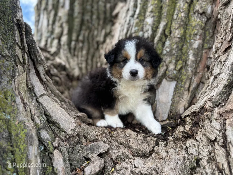 Buck – Australian Shepherd puppy for sale in Lamar, MO