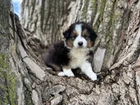 Buck, a male Australian Shepherd for sale in Lamar, MO – 4 of 7