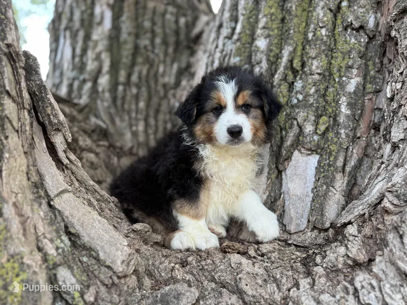 Buck – Australian Shepherd puppy for sale in Lamar, MO