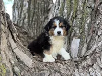 Buck, a male Australian Shepherd for sale in Lamar, MO – 1 of 7