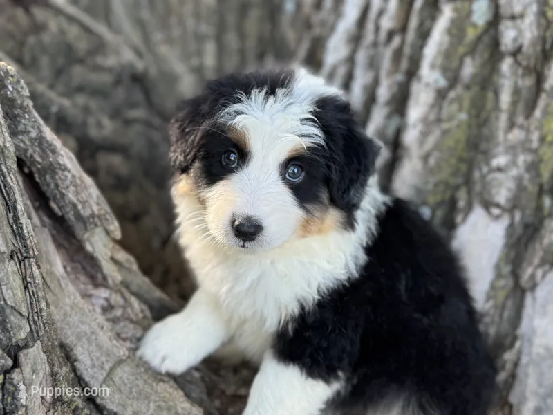 Conway – Australian Shepherd puppy for sale in Lamar, MO