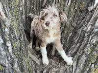 Tucker, a male Aussiedoodle for sale in Lamar, MO – Photo 1 of 9