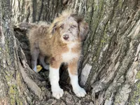 Tucker, a male Aussiedoodle for sale in Lamar, MO – Photo 6 of 9