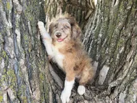 Tucker, a male Aussiedoodle for sale in Lamar, MO – Photo 5 of 9