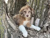 Tucker, a male Aussiedoodle for sale in Lamar, MO – Photo 8 of 9