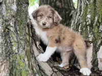 Tucker, a male Aussiedoodle for sale in Lamar, MO – Photo 9 of 9