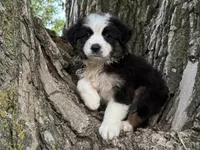 Archer, a male Australian Shepherd for sale in Lamar, MO – 2 of 6
