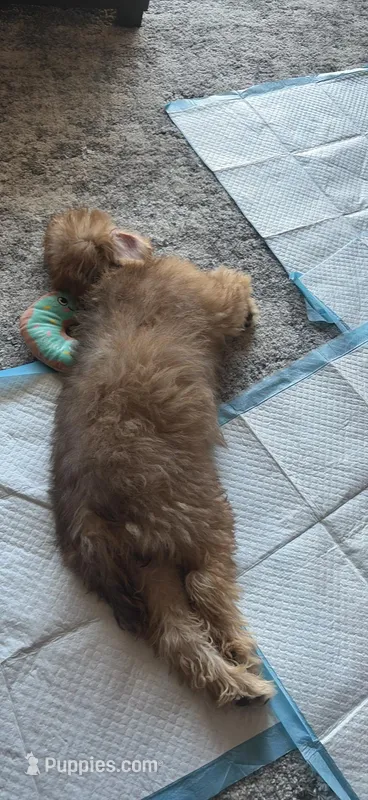 Penny – Cairn Terrier, Poodle - Miniature  puppy for sale in Oxnard, CA