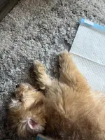 Penny, a female Cairn Terrier and Poodle - Miniature  for sale in Oxnard, CA – Photo 3 of 3