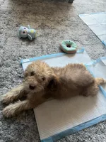 Penny, a female Cairn Terrier and Poodle - Miniature  for sale in Oxnard, CA – Photo 2 of 3