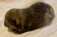 Cleo, a male Pomeranian for sale in Delta Junction, AK – 6 of 6