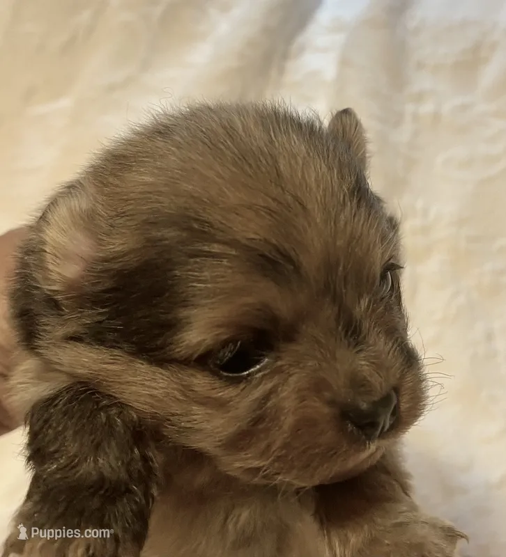 Cleo – Pomeranian puppy on hold in Delta Junction, AK