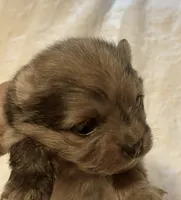 Cleo, a male Pomeranian for sale in Delta Junction, AK – 1 of 6