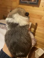 Milo, a male Pomeranian for sale in Delta Junction, AK – 6 of 6