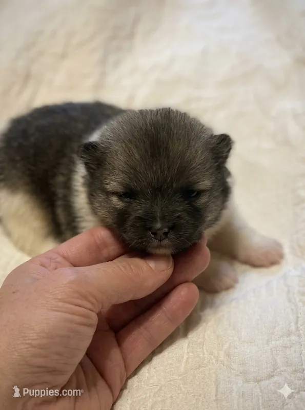 Milo – Pomeranian puppy for sale in Delta Junction, AK