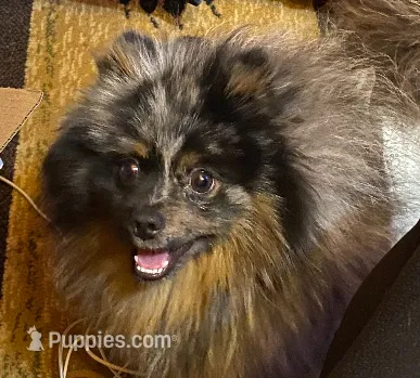 Blue – Pomeranian puppy for sale in Delta Junction, AK