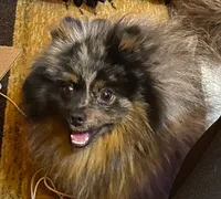 Blue, a male Pomeranian for sale in Delta Junction, AK – 1 of 6