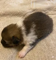 Milo, a male Pomeranian for sale in Delta Junction, AK – 3 of 6