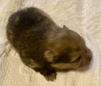 Cleo, a male Pomeranian for sale in Delta Junction, AK – 3 of 6