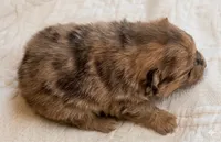 Otis, a male Pomeranian for sale in Delta Junction, AK – 3 of 3