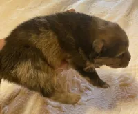 Cleo, a male Pomeranian for sale in Delta Junction, AK – 5 of 6