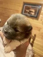 Milo, a male Pomeranian for sale in Delta Junction, AK – 5 of 6