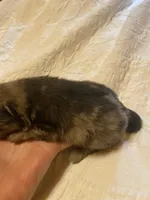 Cleo, a male Pomeranian for sale in Delta Junction, AK – 4 of 6