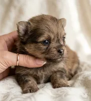 Otis, a male Pomeranian for sale in Delta Junction, AK – 1 of 3