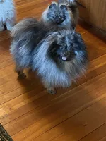 Blue, a male Pomeranian for sale in Delta Junction, AK – 3 of 6