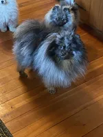 Blue, a male Pomeranian for sale in Delta Junction, AK – 5 of 6