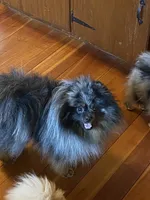 Blue, a male Pomeranian for sale in Delta Junction, AK – 4 of 6