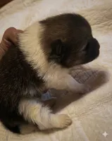 Milo, a male Pomeranian for sale in Delta Junction, AK – 2 of 6