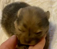 Cleo, a male Pomeranian for sale in Delta Junction, AK – 2 of 6