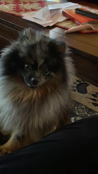 Blue, a male Pomeranian for sale in Delta Junction, AK – 6 of 6