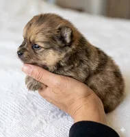 Otis, a male Pomeranian for sale in Delta Junction, AK – 2 of 3