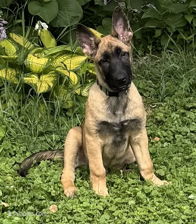 Brick X Kili Male 1 – Belgian Malinois, Dutch Shepherd puppy for sale in Bloomington, IN