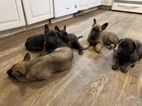 Brick X Kili male, a male Dutch Shepherd for sale in Bloomington, IN – 3 of 6