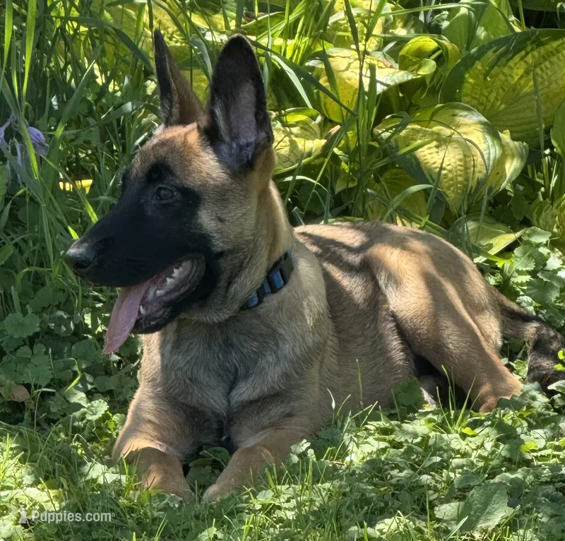 Brick X Kili Male 1 – Belgian Malinois, Dutch Shepherd puppy for sale in Bloomington, IN
