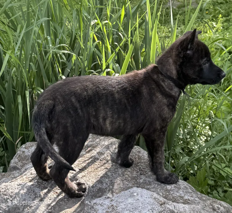 Brick X Kili female 4, a female Belgian Malinois and Dutch Shepherd for sale in Bloomington, IN – 1 of 5