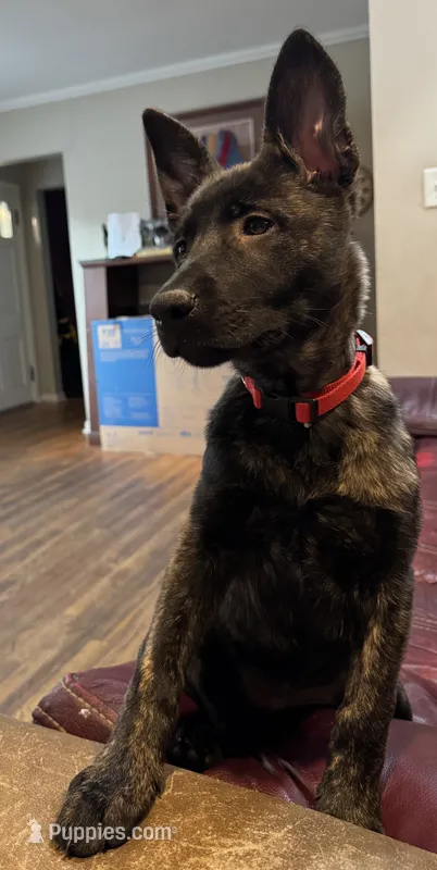 Brick X Kili female Red Collar  – Belgian Malinois, Dutch Shepherd puppy for sale in Bloomington, IN