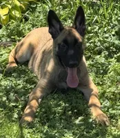Brick X Kili Male 1, a male Belgian Malinois and Dutch Shepherd for sale in Bloomington, IN – 3 of 7