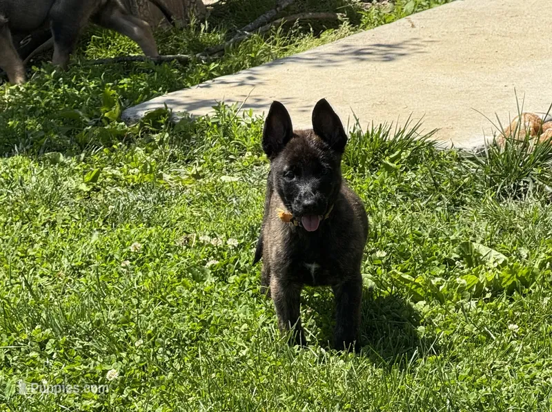 Brick X Kili male – Dutch Shepherd puppy for sale in Bloomington, IN