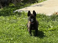 Brick X Kili male, a male Dutch Shepherd for sale in Bloomington, IN – 1 of 6