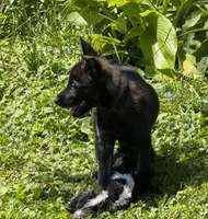 Brick X Kili female 4, a female Belgian Malinois and Dutch Shepherd for sale in Bloomington, IN – 2 of 5