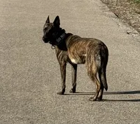 Brick X Kili male, a male Dutch Shepherd for sale in Bloomington, IN – 4 of 6