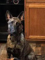 Brick X Killi Male 3, a male Belgian Malinois and Dutch Shepherd for sale in Bloomington, IN – 6 of 7