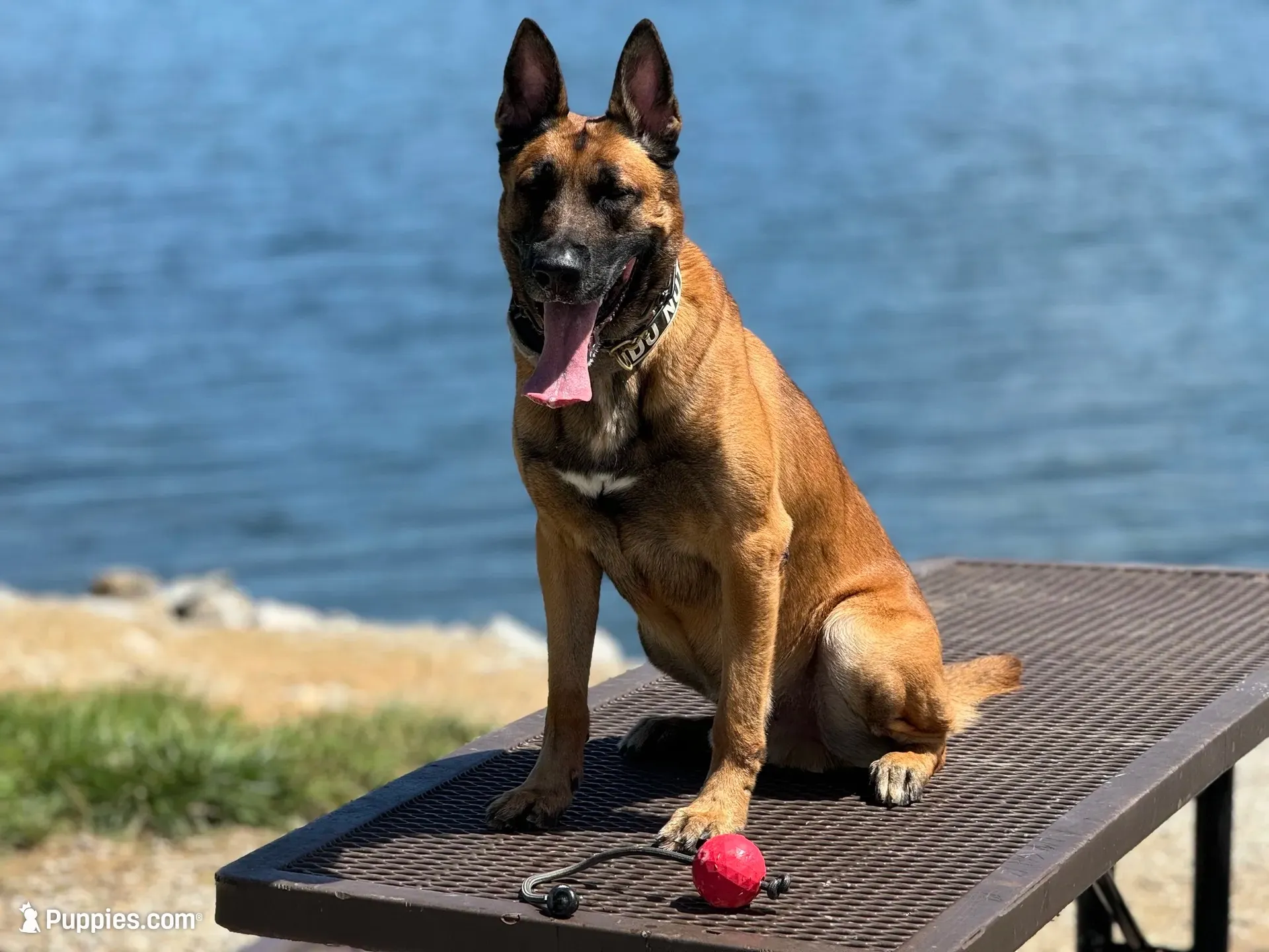 Brick X Kili Male 1, a male Belgian Malinois and Dutch Shepherd for sale in Bloomington, IN – 5 of 7