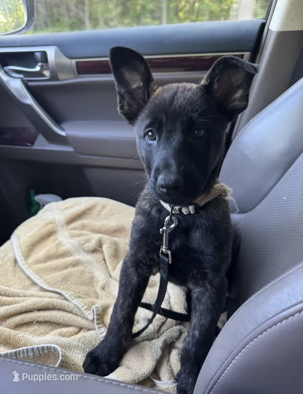 Brick X Kili female  – Dutch Shepherd puppy for sale in Bloomington, IN