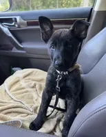 Brick X Kili female , a female Dutch Shepherd for sale in Bloomington, IN – 1 of 6